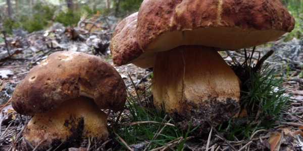 El boleto pinícola, el coloso del bosque