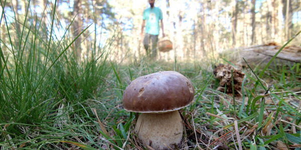Aragón, reino fungi: 2,2 millones de hectáreas útiles para disfrutar de las setas