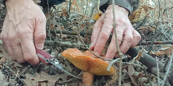 El proyecto FungiGO forma a los futuros recolectores profesionales de setas silvestres